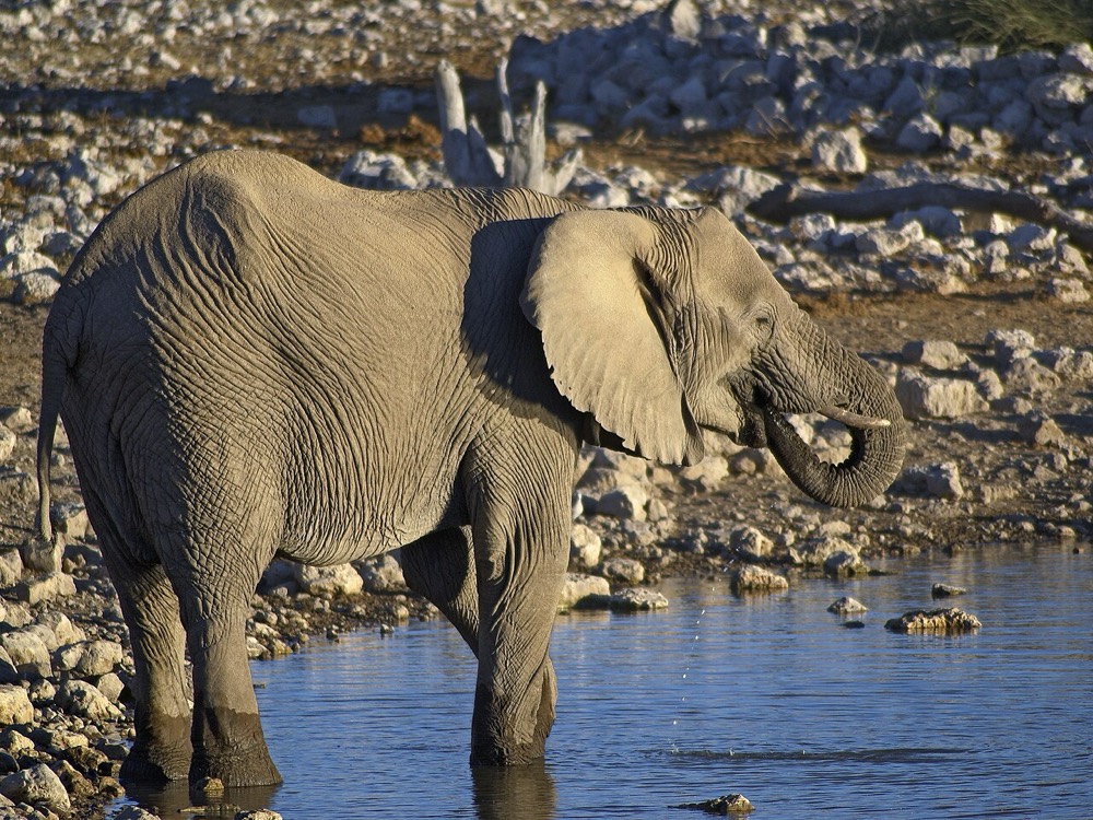 African elephant