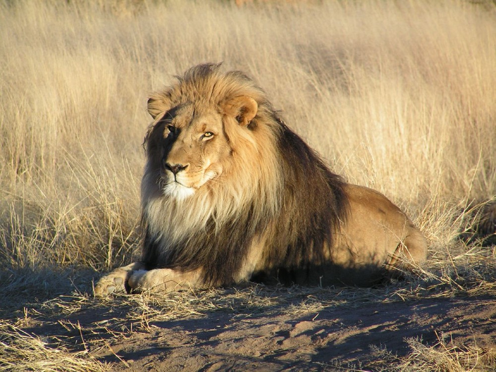 African lion