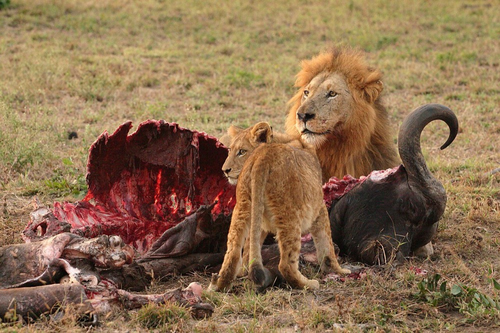 African lion
