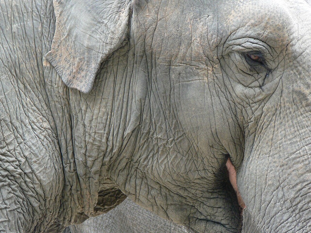 Asian elephant