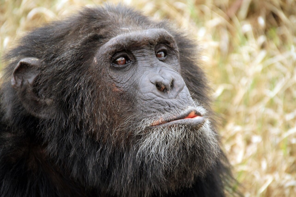 Chimpanzee