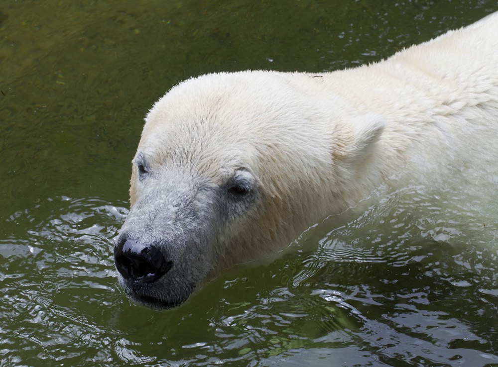 Polar bear