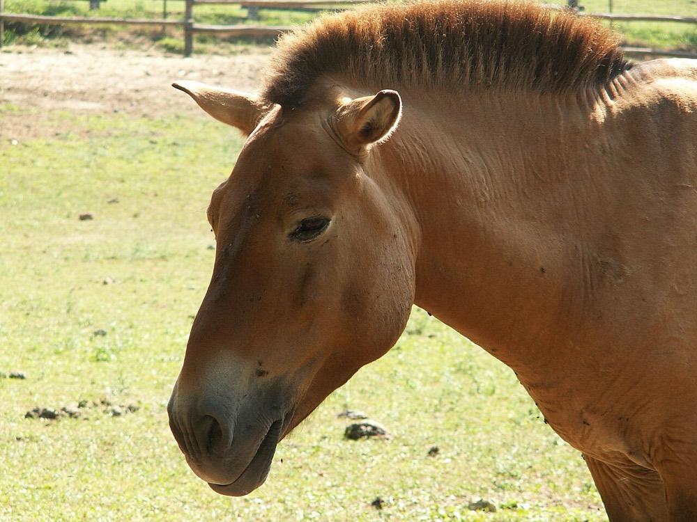 Przewalski's horse
