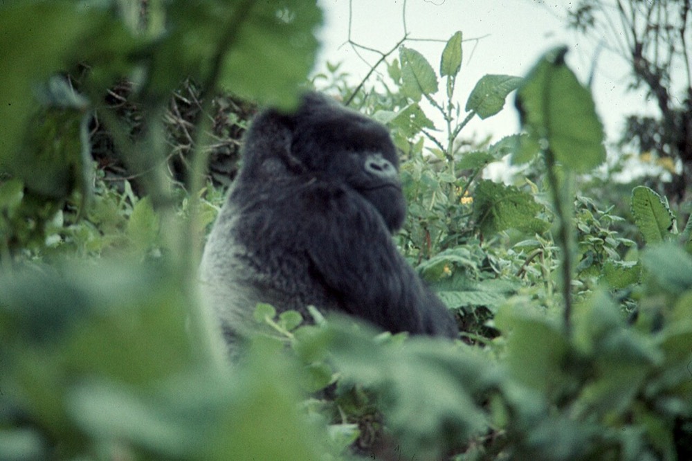 Western lowland gorilla